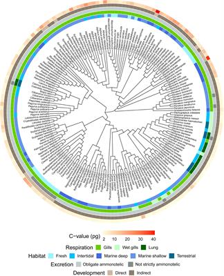 Ecological, physiological and life-history traits correlate with genome sizes in decapod crustaceans